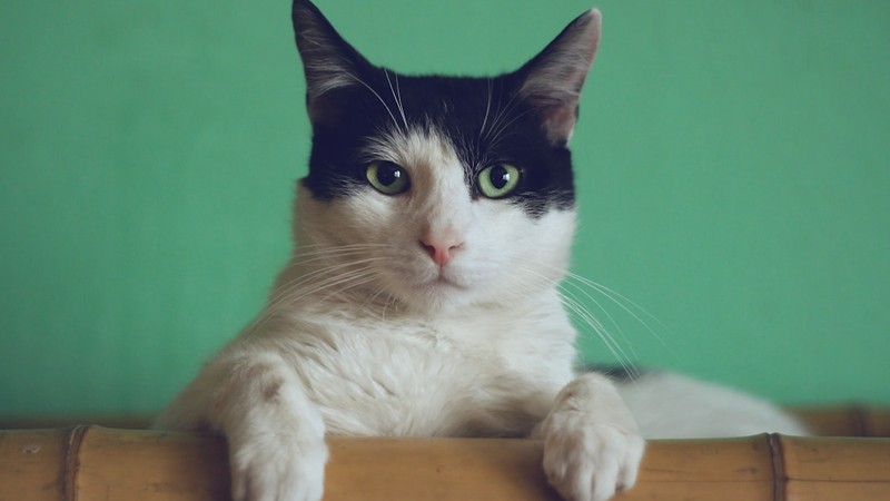 Kedi Kumu Nasıl Seçilir? Türleri, Avantajları ve Kullanım Rehberi