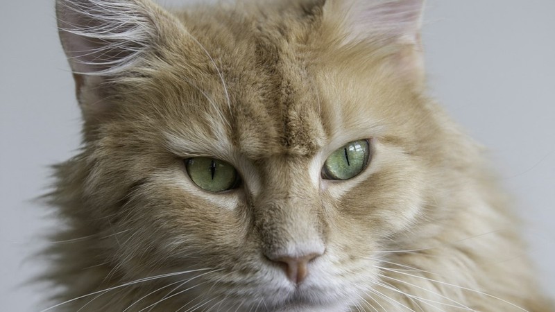 Kedi Maması Nasıl Seçilir? Kuru, Yaş ve Tahılsız Mama Karşılaştırması
