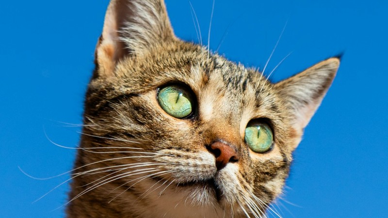 Kedi Otu (Catnip) Nedir? Kediler Üzerindeki Etkileri ve Doğru Kullanımı