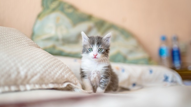 Kedi Oyuncakları Rehberi: Hangi Oyuncak Hangi Kediye?