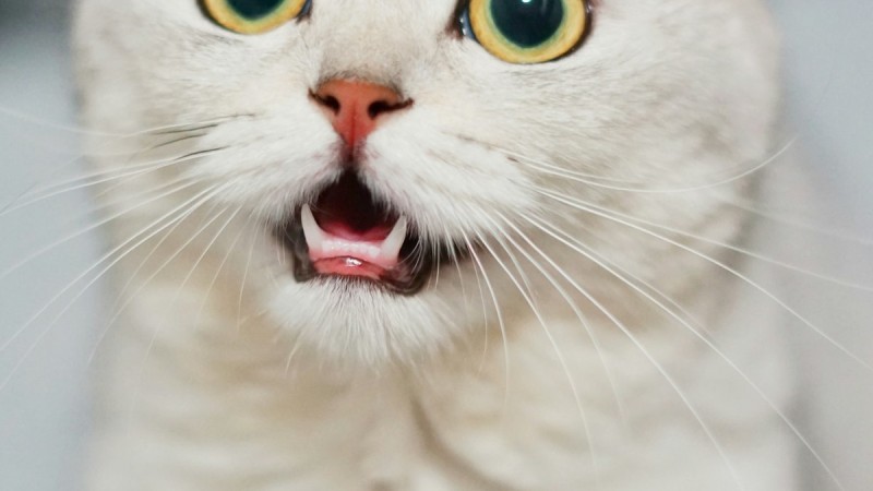 Kedi Taşıma Çantası (Box) Nasıl Seçilir ve Kedi Nasıl Alıştırılır?