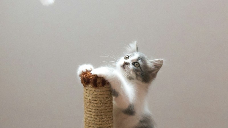 Kedi Tırnak Bakımı: Tırnak Kesme ve Tırmalama Alışkanlığı