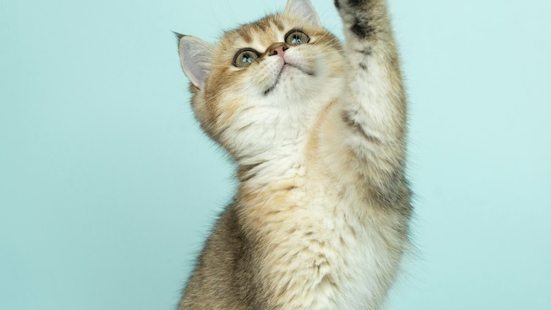 Kedi Tuvalet Eğitimi: Adım Adım Rehber ve Sık Yapılan Hatalar