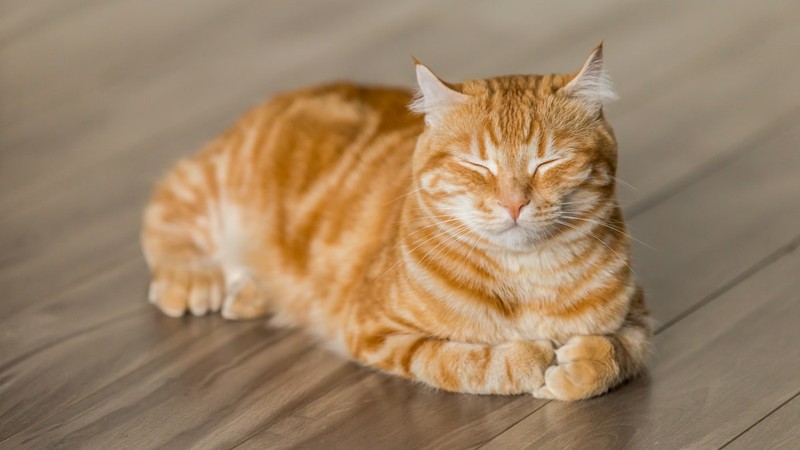 Açık mı Kapalı mı? Kedi Tuvaleti Seçimi ve Doğru Konumlandırma