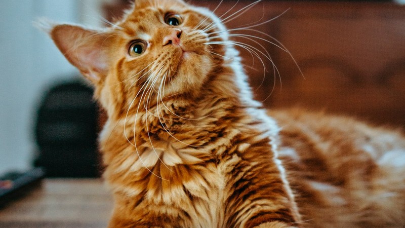 Kedi Yatağı Seçimi ve Kedinizin Uyku Düzeni