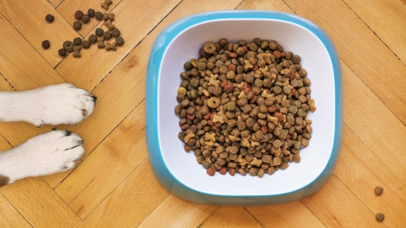 Köpek Maması Nasıl Seçilir? Yaş, Irk ve Aktiviteye Göre Kapsamlı Mama Rehberi