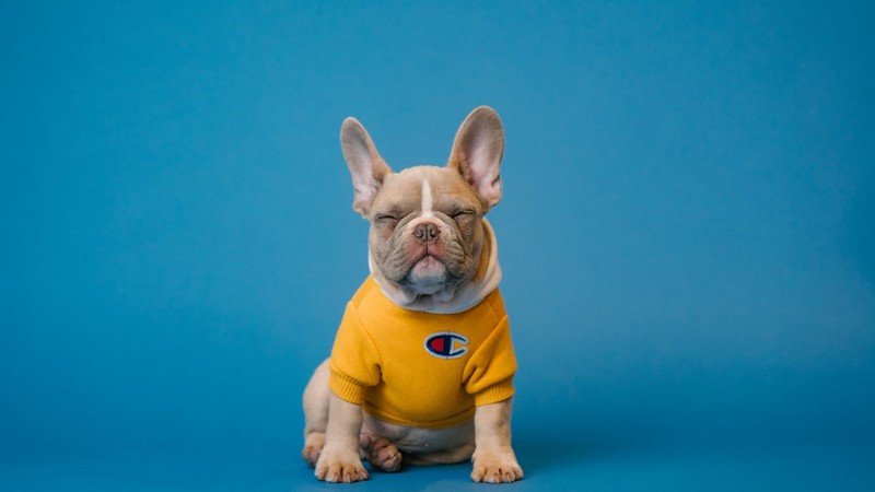 Köpek Tasması Seçimi: Boyun Tasması mı Göğüs Tasması mı?