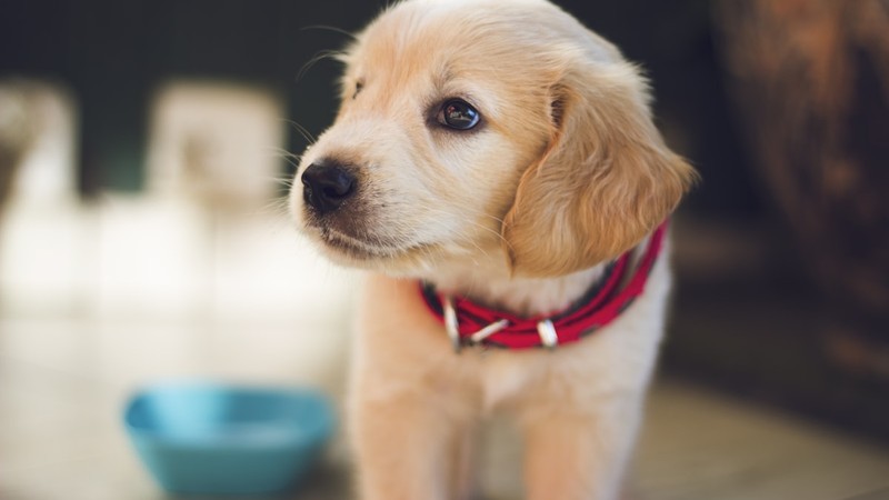 Köpek Yavrusu Tuvalet Eğitimi: Haftalara Bölünmüş Plan