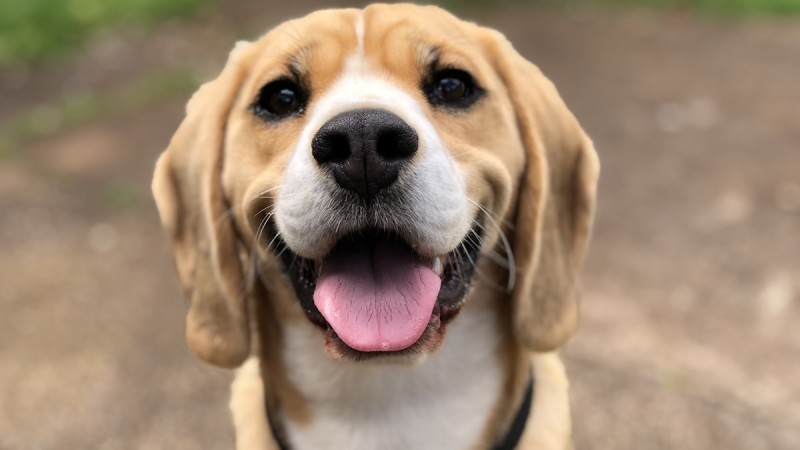 Köpeklerde Ayrılık Kaygısı (Separation Anxiety) Belirtileri ve Çözüm Yolları