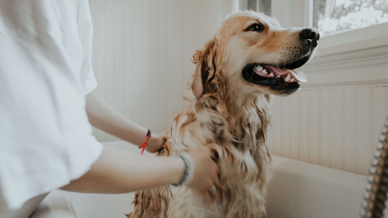 Köpeklerde Tüy Bakımı ve Fırçalama Rehberi