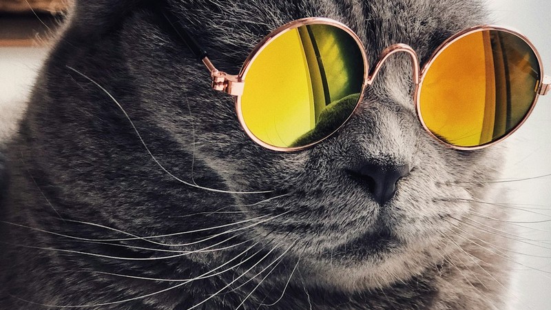 Yavru Kedi Beslenmesi: 0–12 Ay Besleme Takvimi